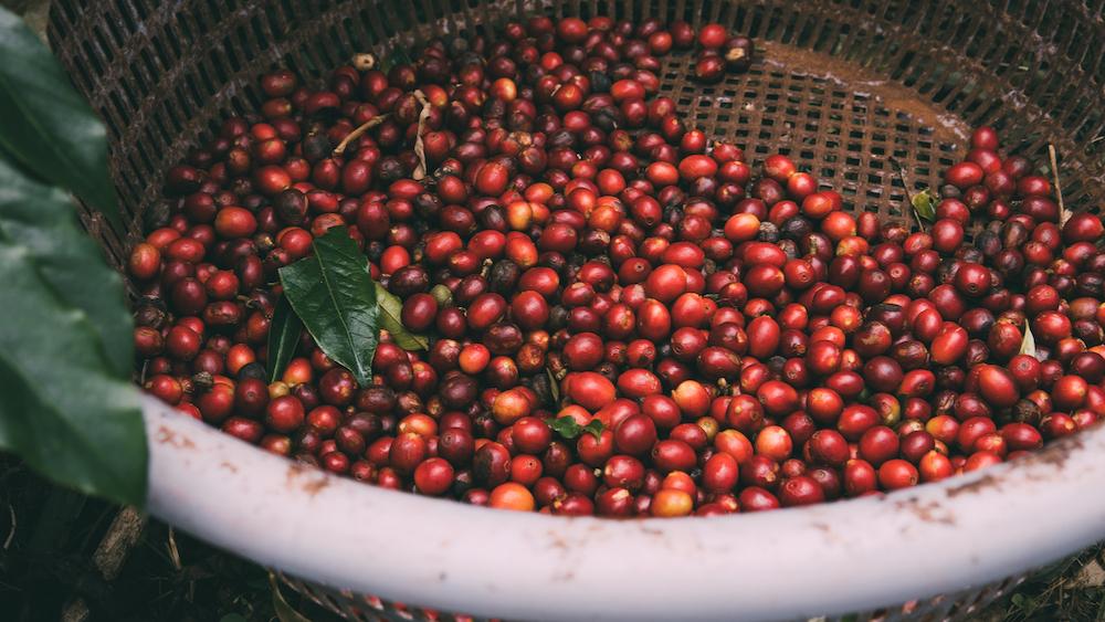 Cà Phê Espresso Cầu Đất Farm 250gr (Dạng Bột)