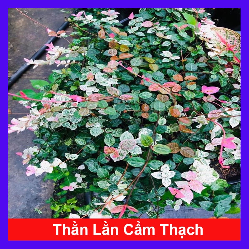 Cây thằn lằn cẩm thạch - cây cảnh mini - cây leo tường - HKPQ