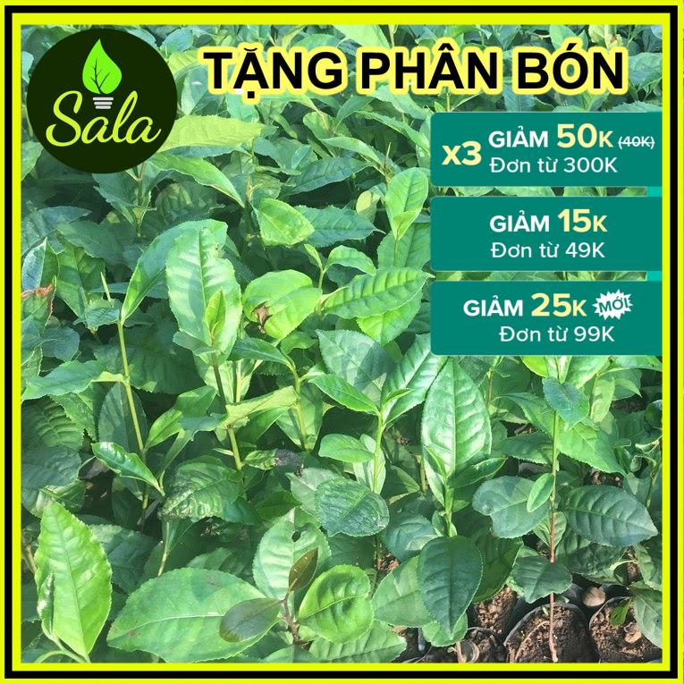 CÂY TRÀ XANH - CÂY CHÈ XANH