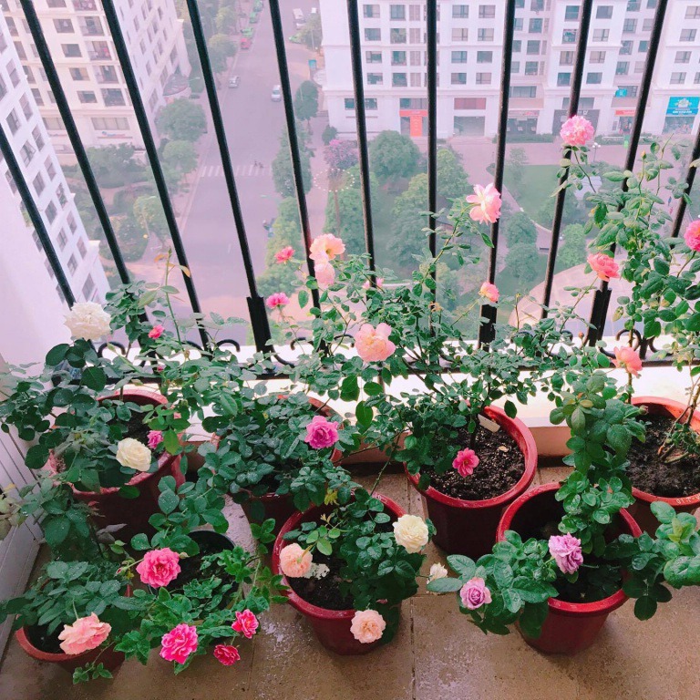 Phân Bò Sạch Lavamix đã qua xử lý 3dm3