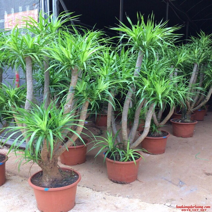phát tài núi 1 thân đẹp