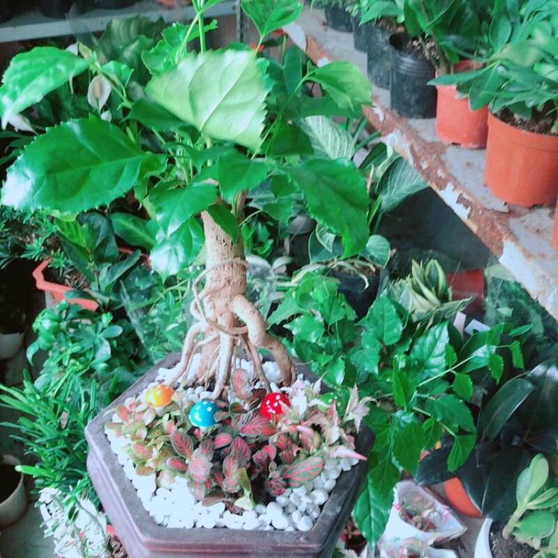 [HCM]Chậu Cây Hạnh Phúc Bonsai (chậu gốm)
