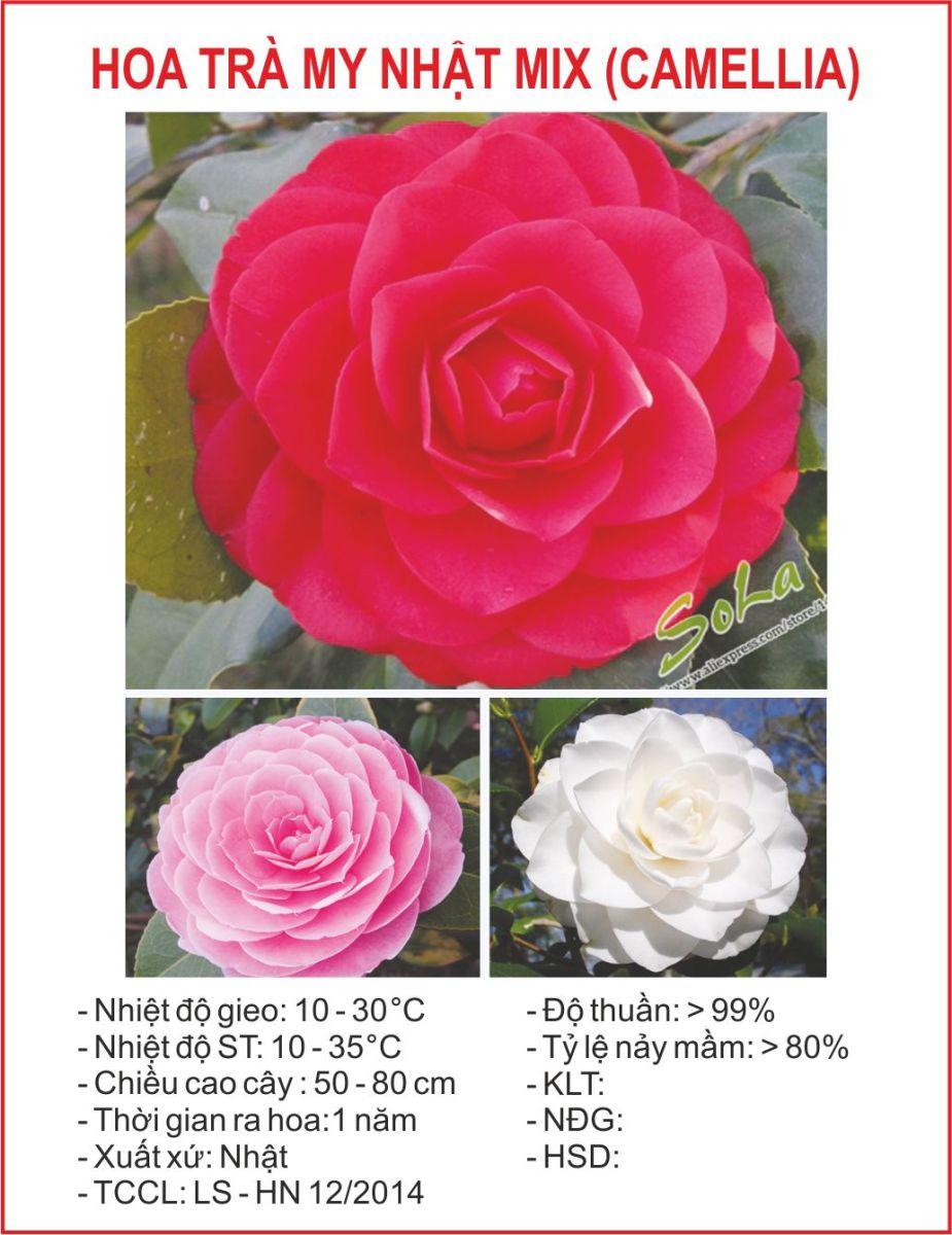 Hạt giống hoa Trà My Nhật mix(Camellia)