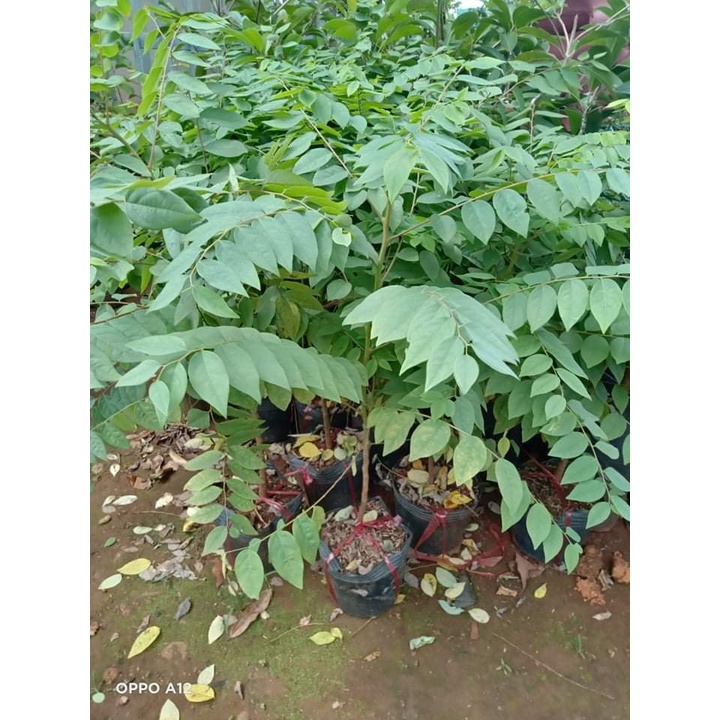 Cây giống chùm ruột ngọt siêu sớm (cây khỏe) (cây giống bảo hành )