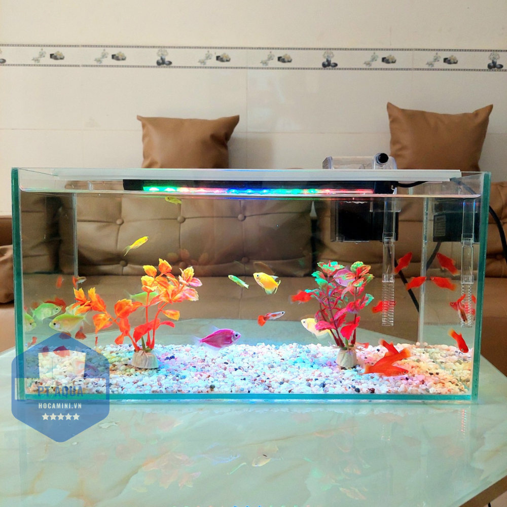 Bể cá mini 40cm COMBO đầy đủ phụ kiện