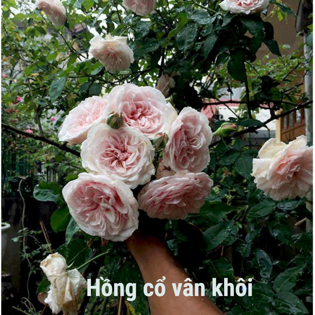 Hoa hồng cổ Vân Khôi , cây cảnh đẳng cấp