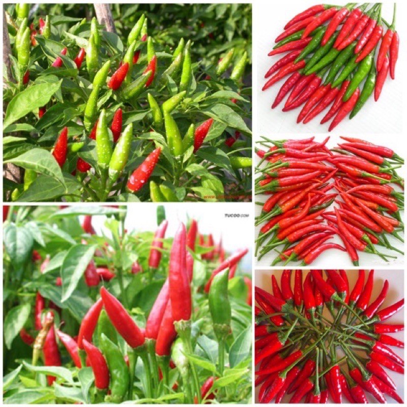CÂY GIỐNG ỚT CHỈ THIÊN SIÊU CAY