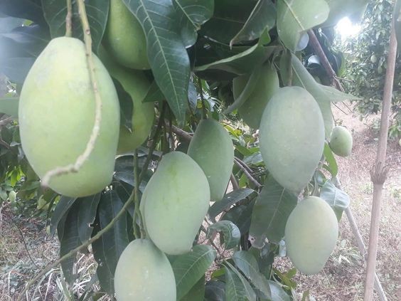 Cây giống xoài tượng
