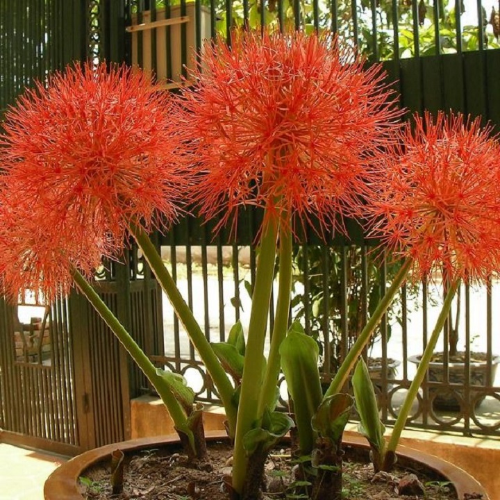 củ giống hoa hồng tú cầu size to