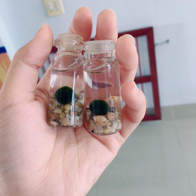 Combo 2 bé tảo cầu Marimo may mắn