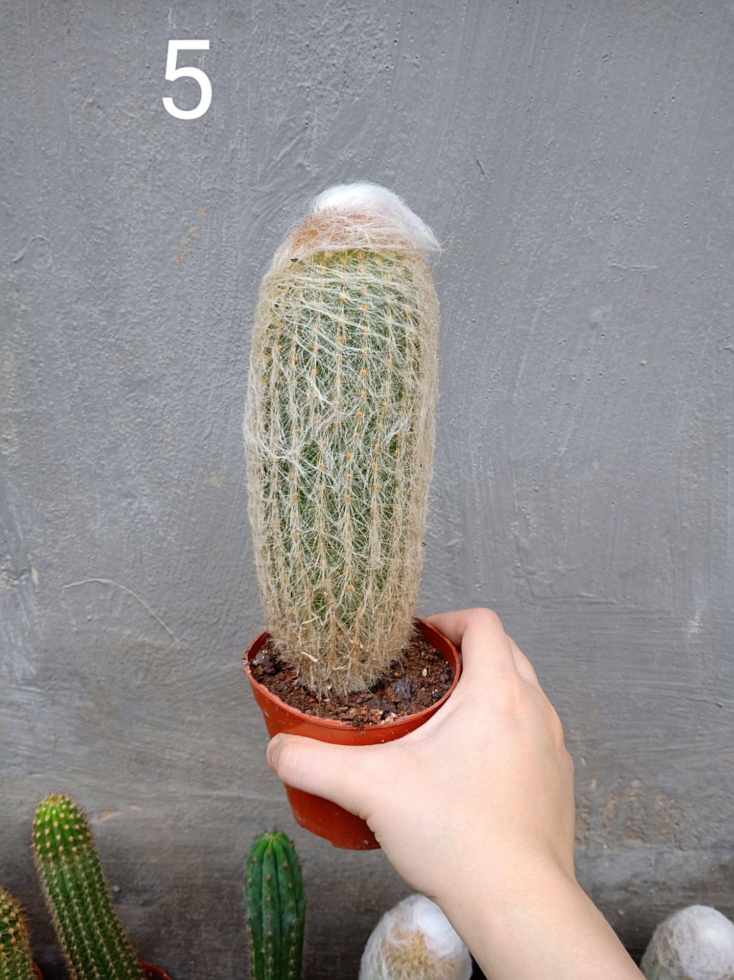Xương rồng trụ 20cm nhiều mẫu ( 1 chậu )