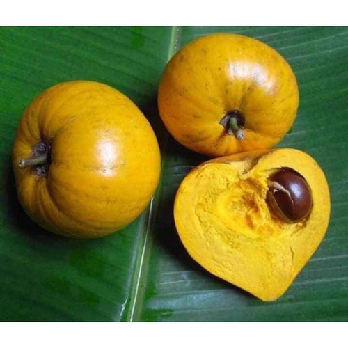 Cây Trứng Gà hay còn gọi là Lêkima