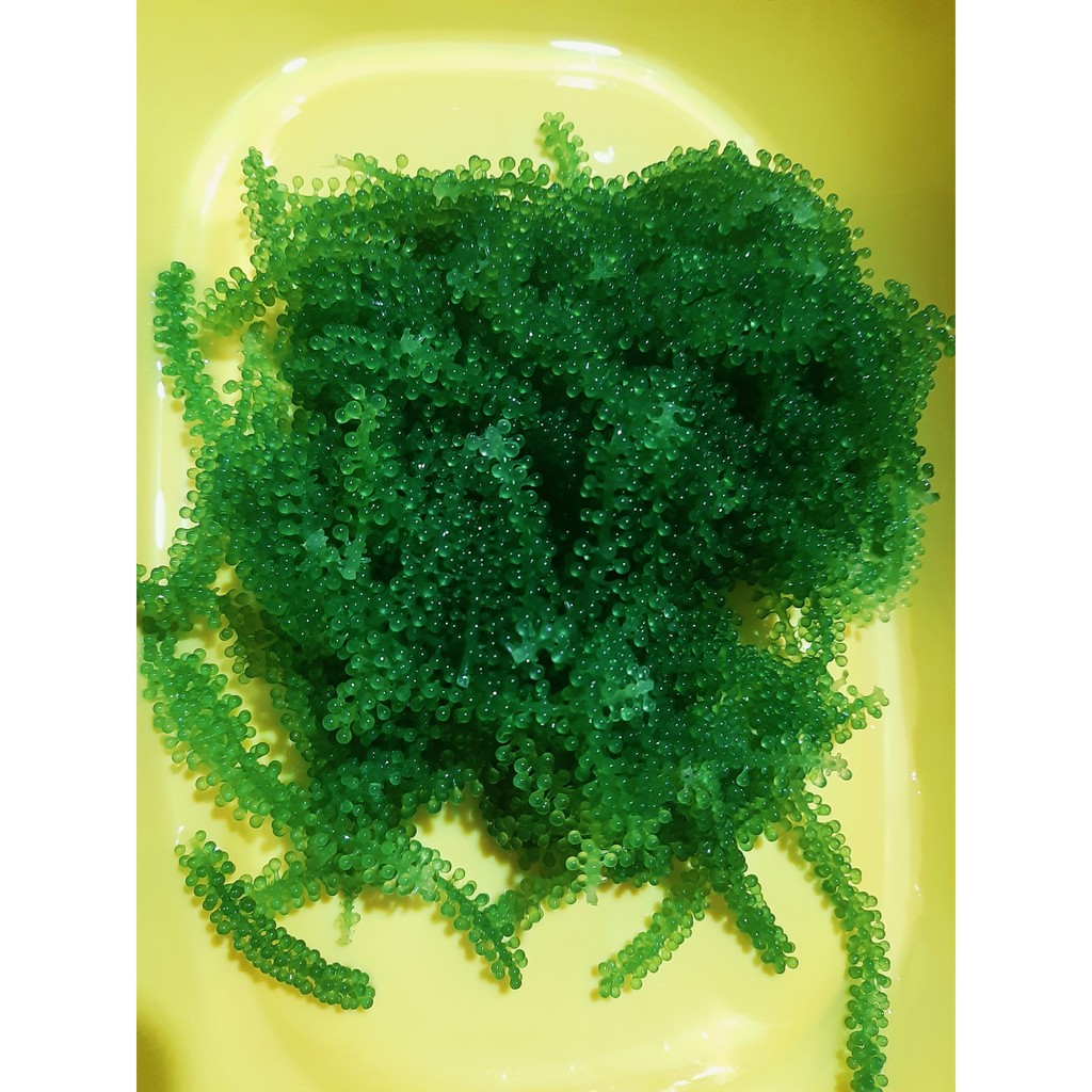 RONG NHO KHÁNH HÒA TÁCH NƯỚC