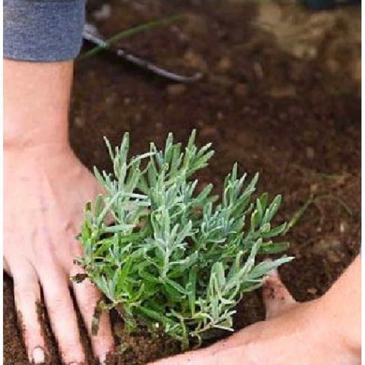 Hạt Giống Cây Hương Thảo