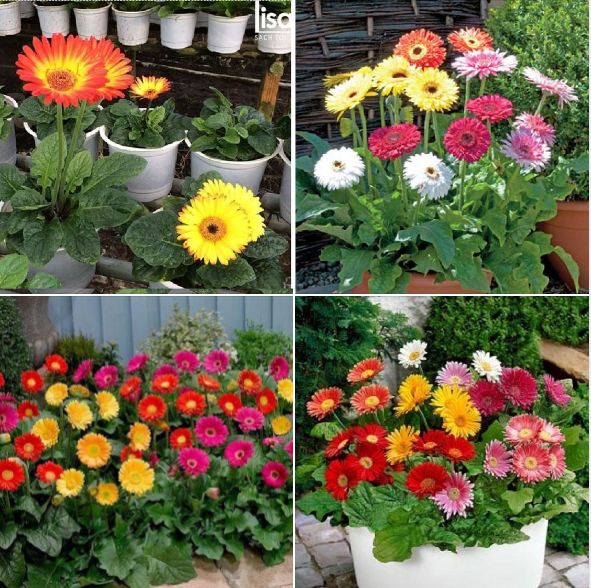 Hạt giống hoa đồng tiền mix màu ( tặng phân bón kích mầm ) .