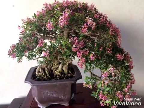 cây giống Hồng ngọc mai bonsai
