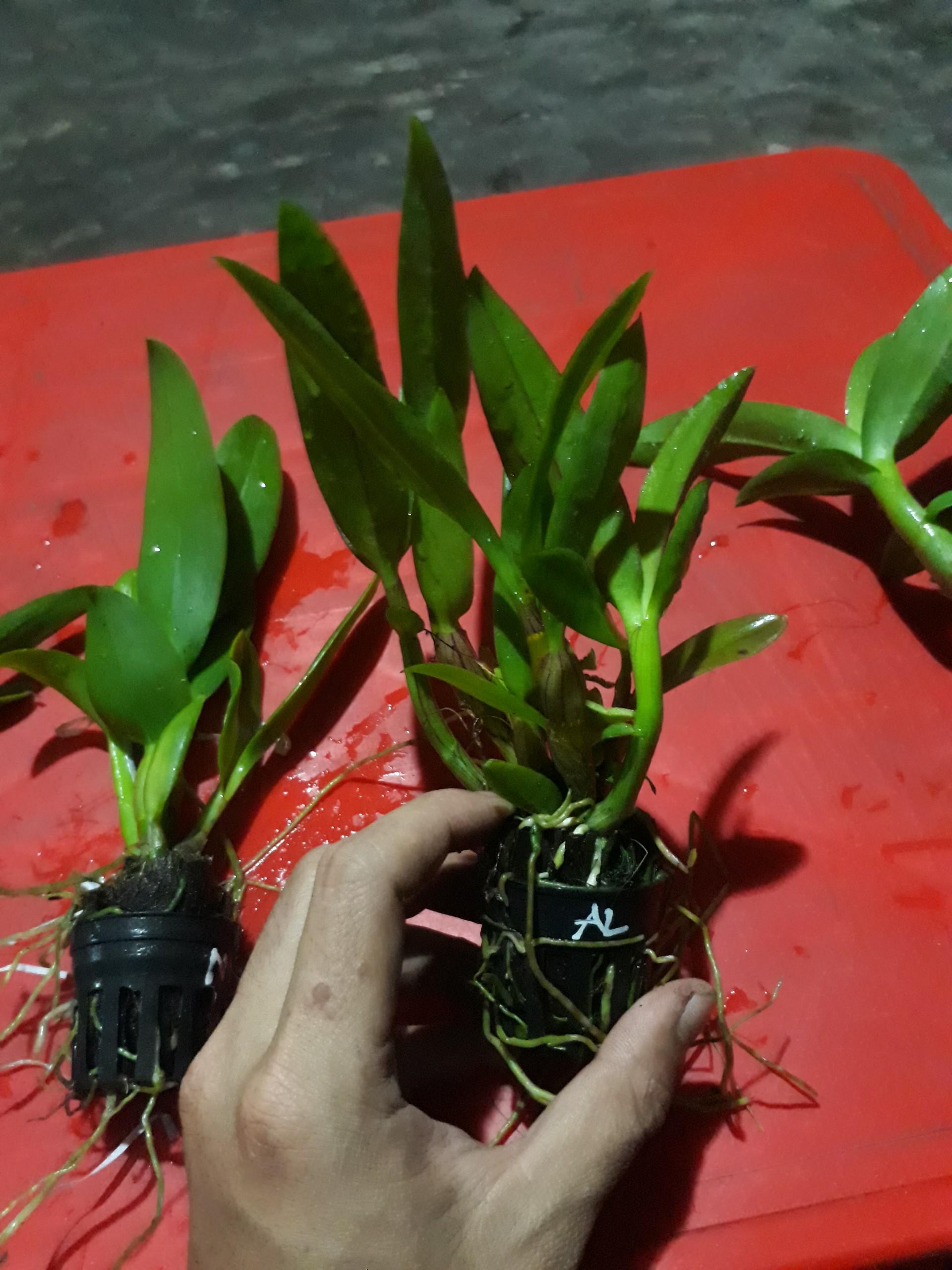 combo 5 loại lan denro nắng giống