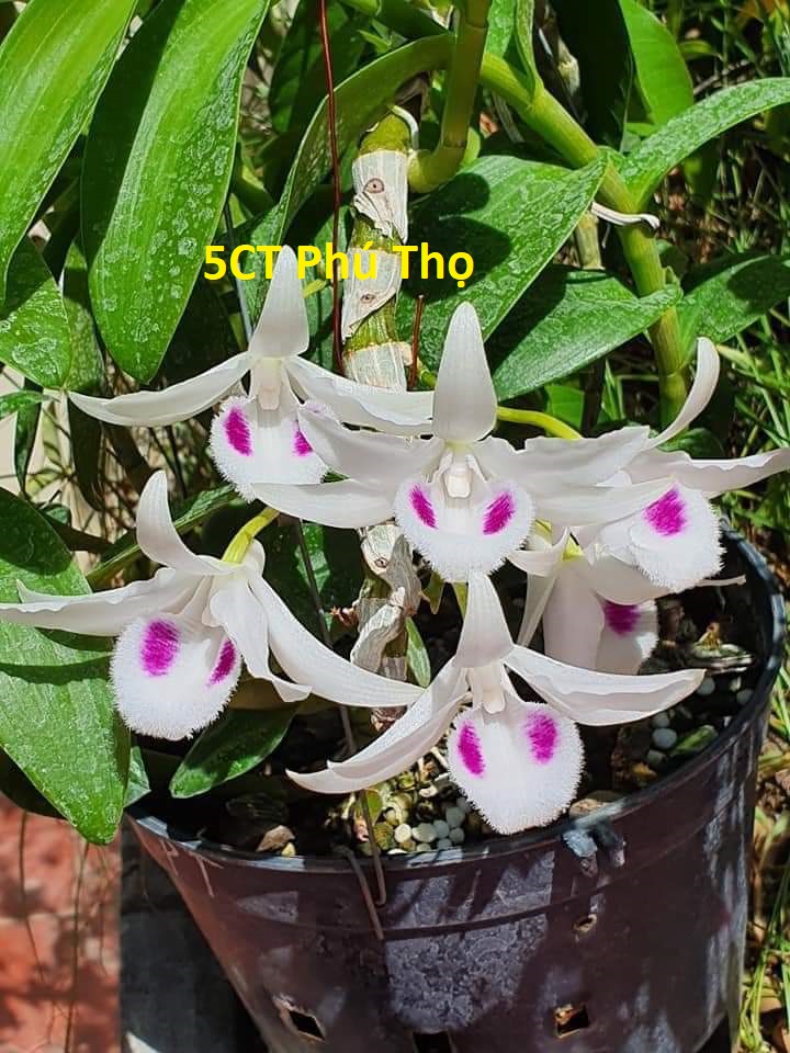 Lan Phi Điệp 🍀FREESHIP🍀 5 Cánh Trắng Phú Thọ [ Ươm Kie ]
