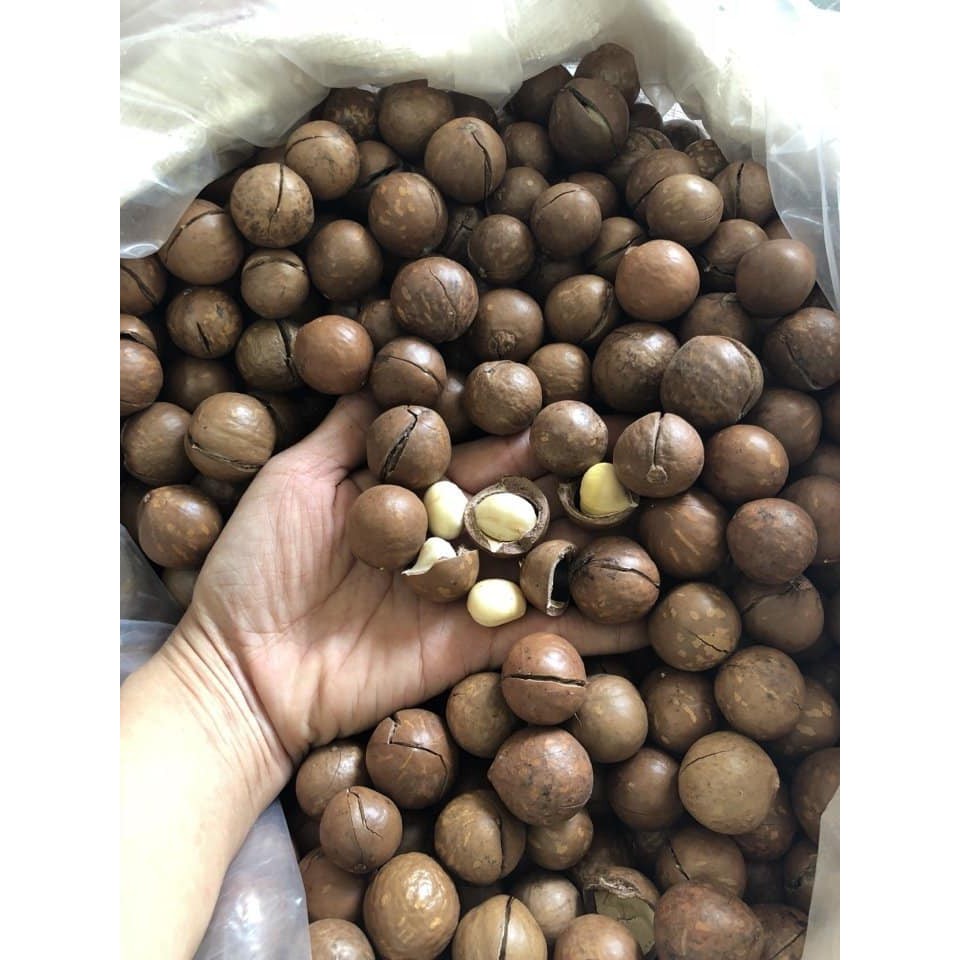 500GR_ Hạt Macca chưa tách vỏ -Viettin Mart