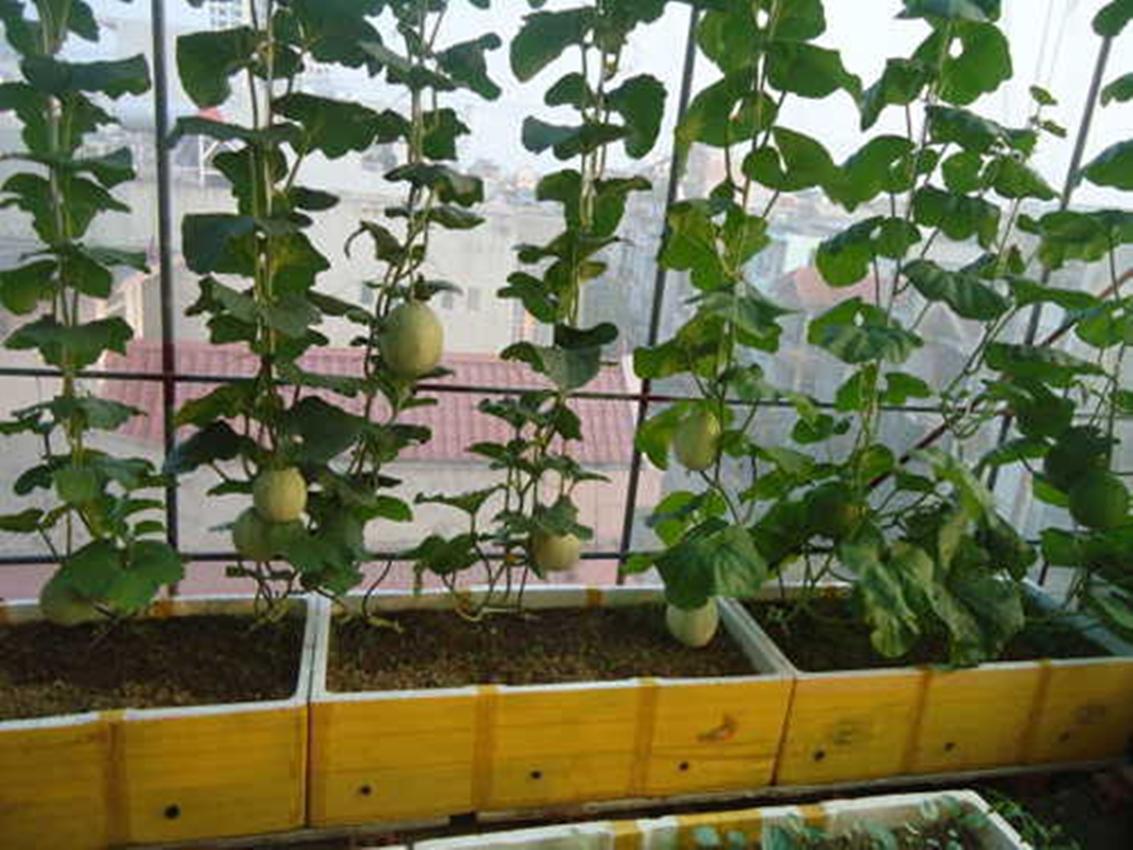 Hạt Giống Dưa Lưới - Ruột Xanh USA (Cucumis melo)