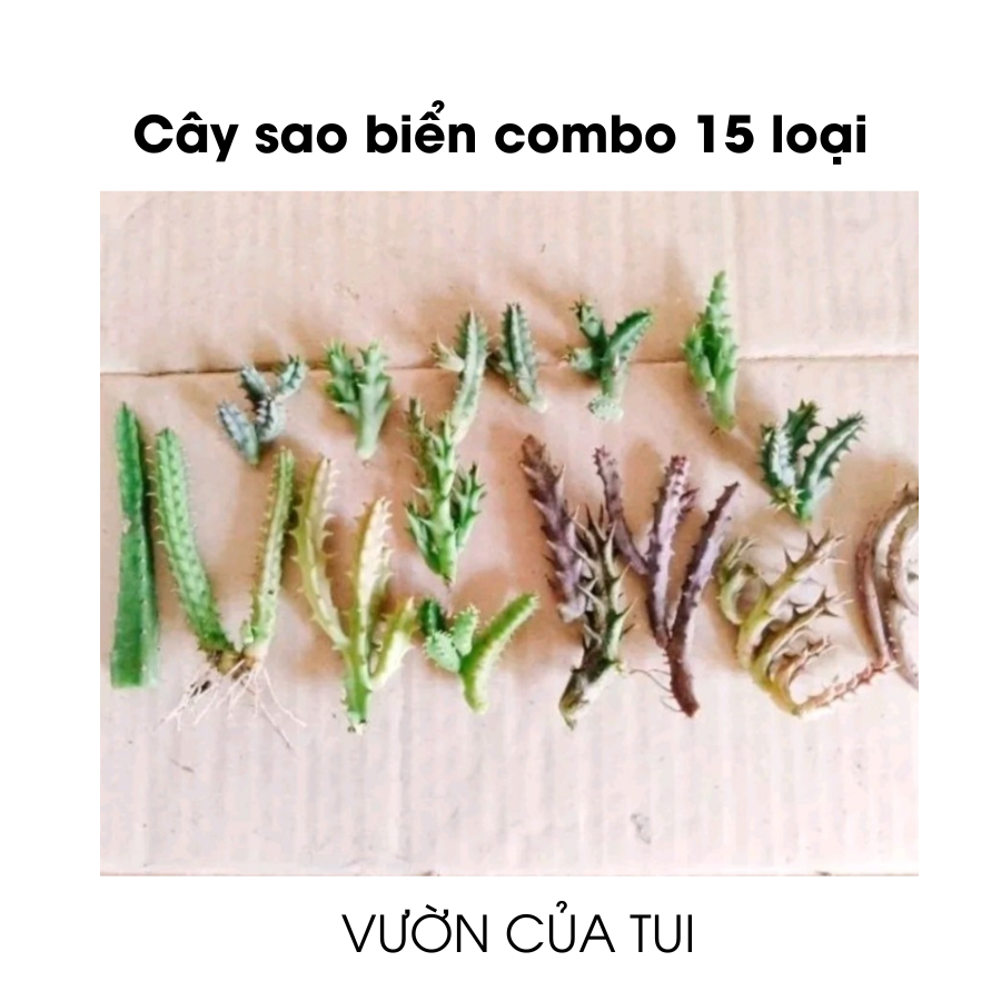 Cây hoa sao biển combo 15 loại