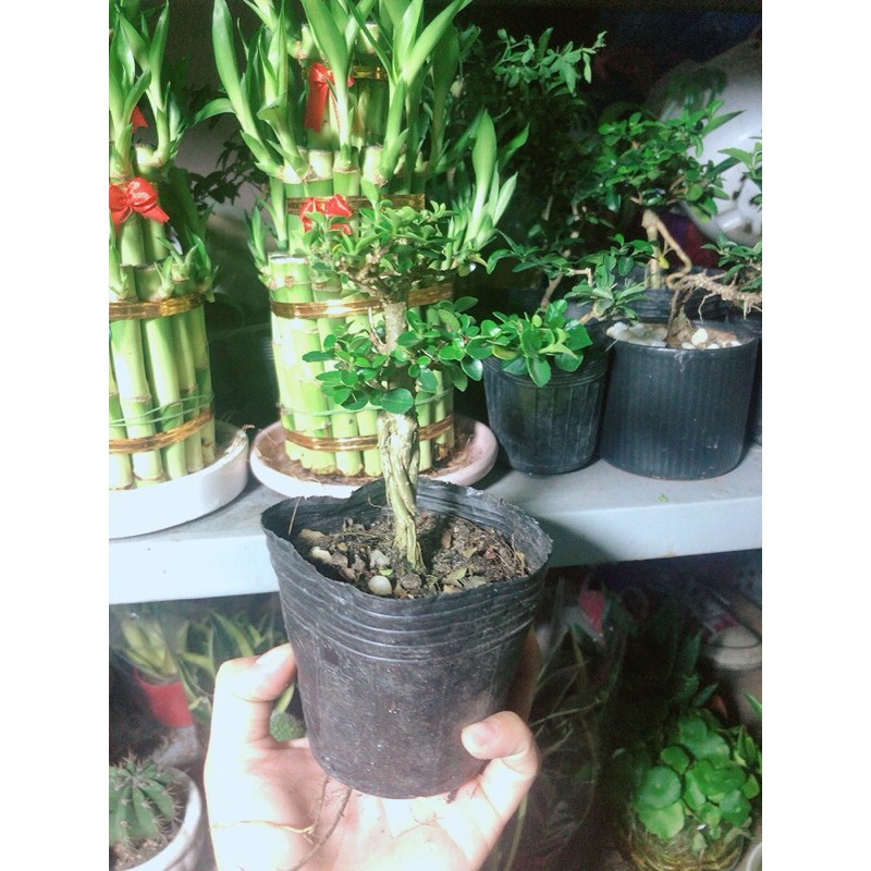 [HCM]Cây Sam Hương Bonsai