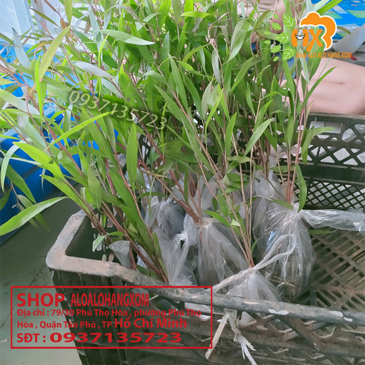 Combo 50 cây tràm úc -cây giống