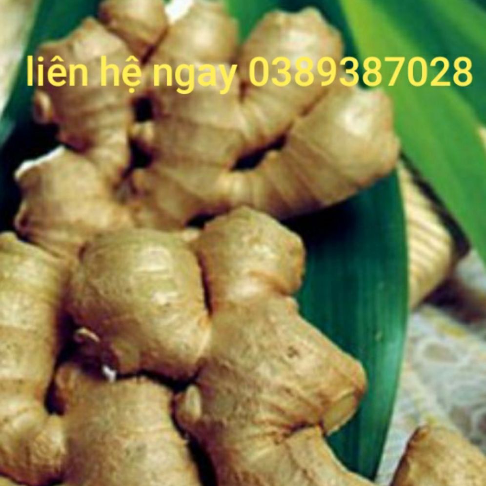 gừng gió rừng,1kg