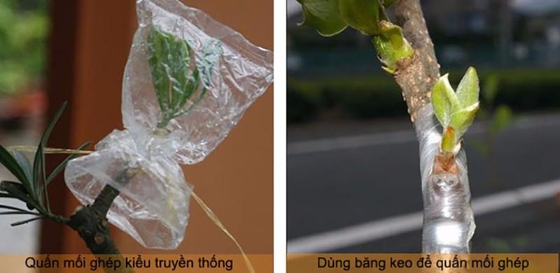 [3 cuộn] Băng keo ghép cây - ID119