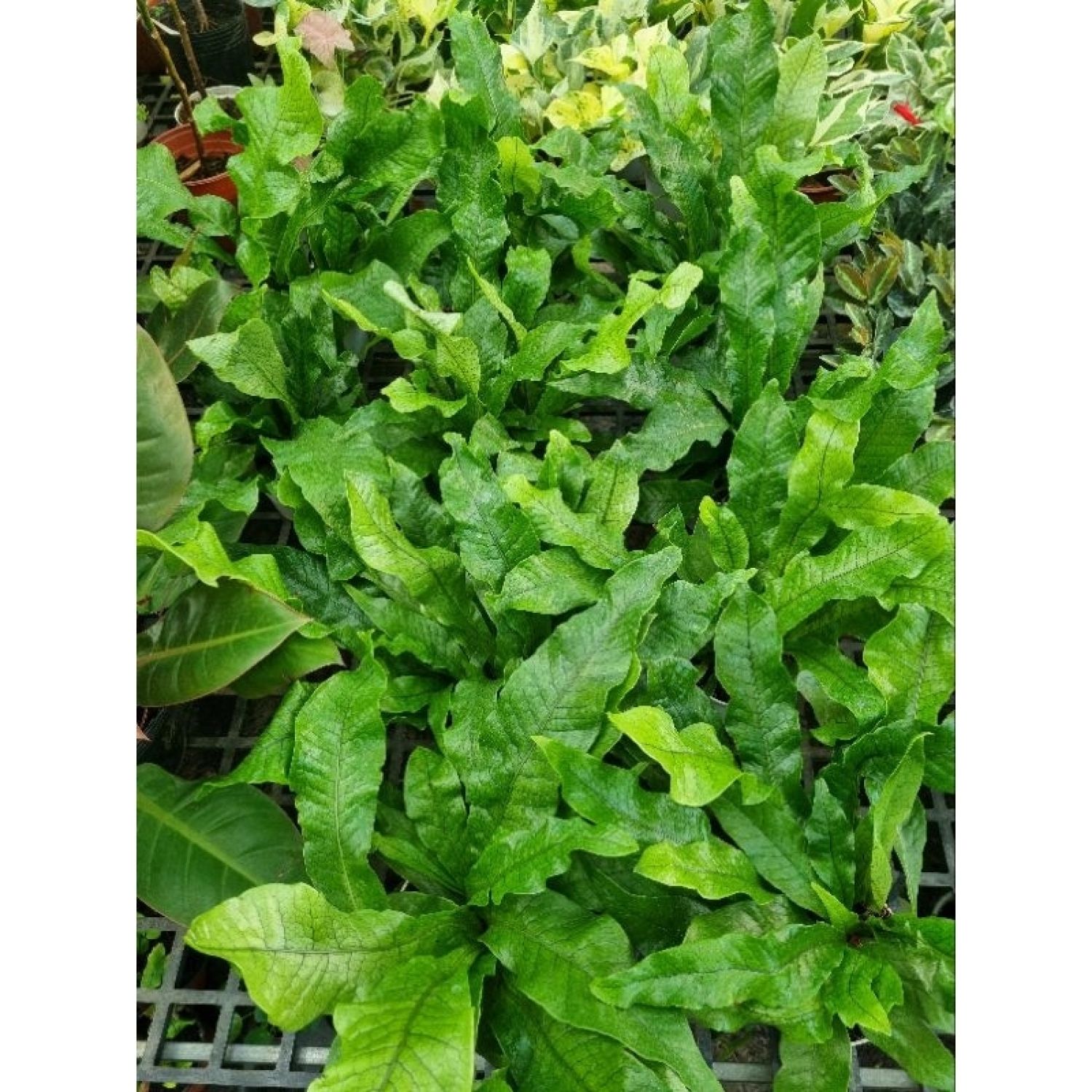 Cây Dương xỉ cá sấu size lớn (Microsorum musifolium)
