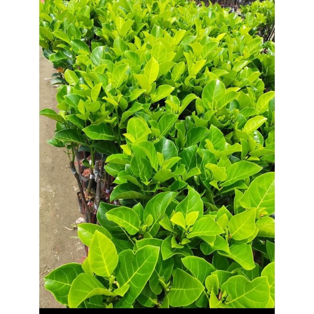 Cây Mít Malaisia Ruột Đỏ ( Cây Ăn Quả)