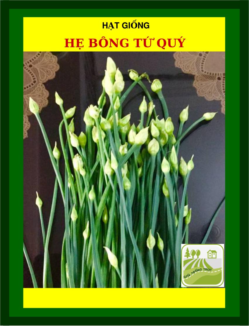 Hạt Giống Hẹ bông Tứ Quý - 600 Hạt