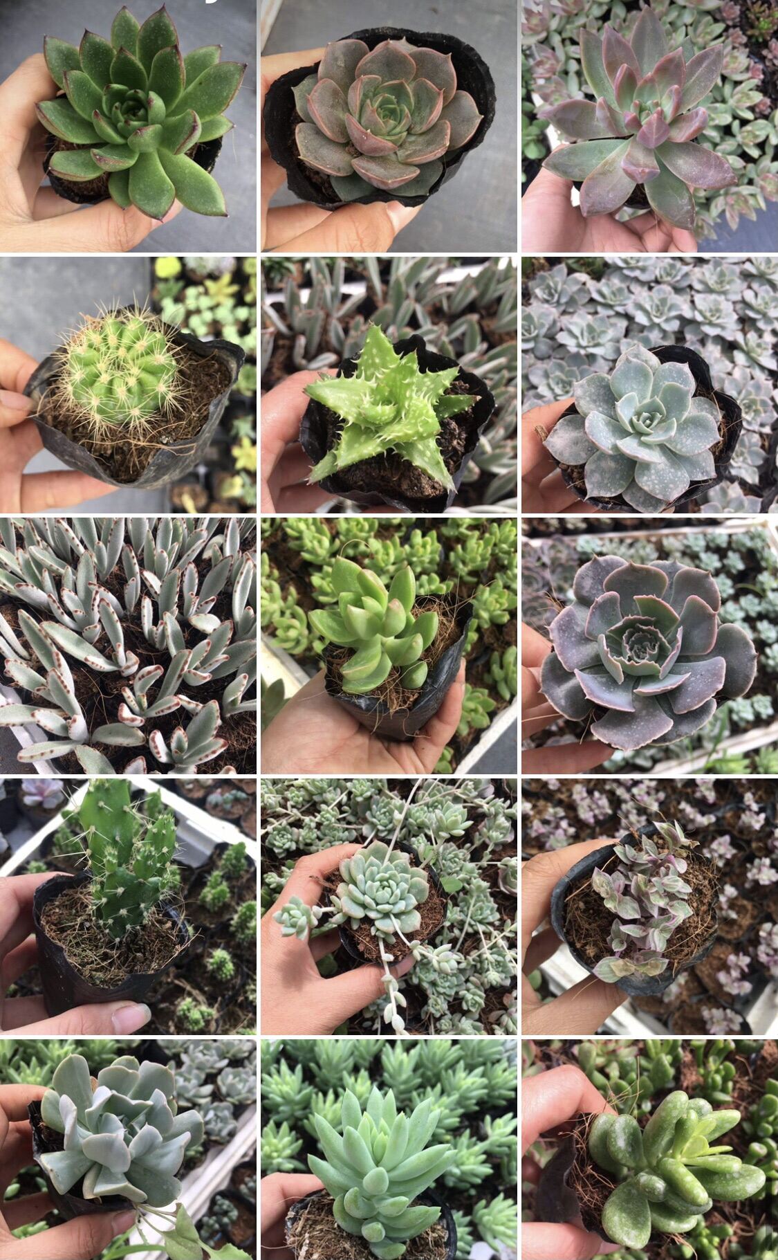 Sen đá size bầu 15k/ cây