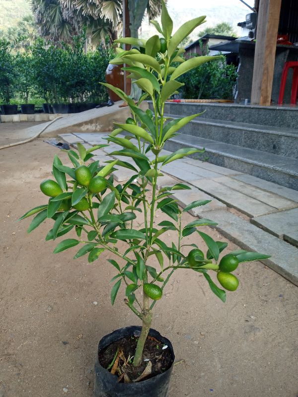 CÂY GIỐNG Cây tắc ngọt. (CÂY QUẤT NGỌT)