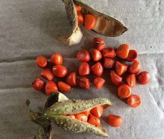 Hạt Dổi Nếp 100gr