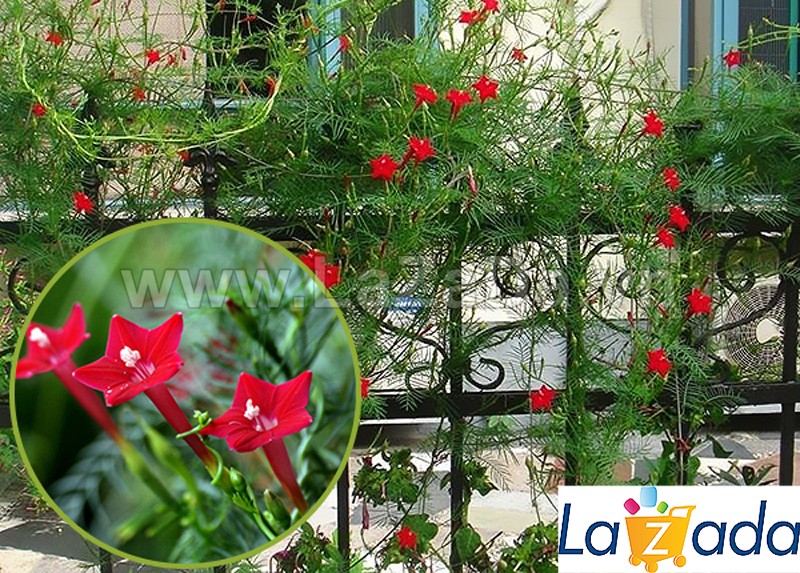 200.HẠT Hạt Giống Hoa Tóc Tiên Leo Đỏ (| -KD: B6*V52)