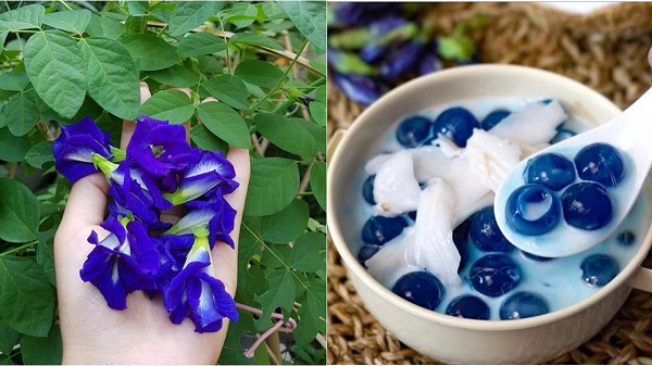 🍒Hạt Giống Hoa Đậu Biếc🍒 (Dễ trồng, hoa to) - 1gr/gói