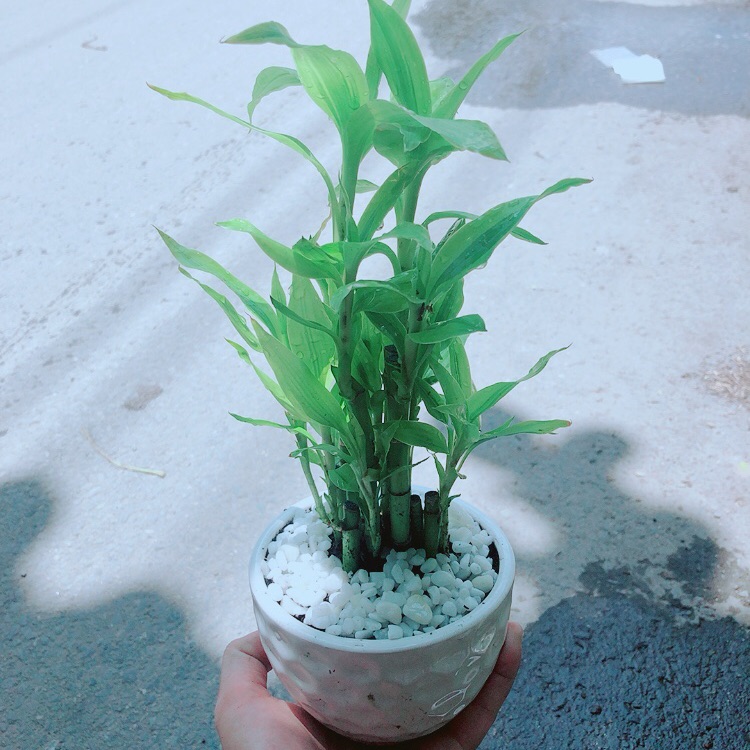 Chậu Trúc Phát Tài