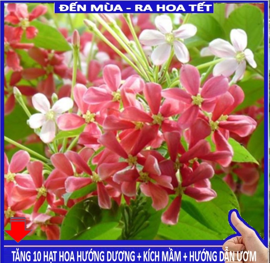 MJ254 Hạt giống Hoa leo sử quân tử 10 hạt