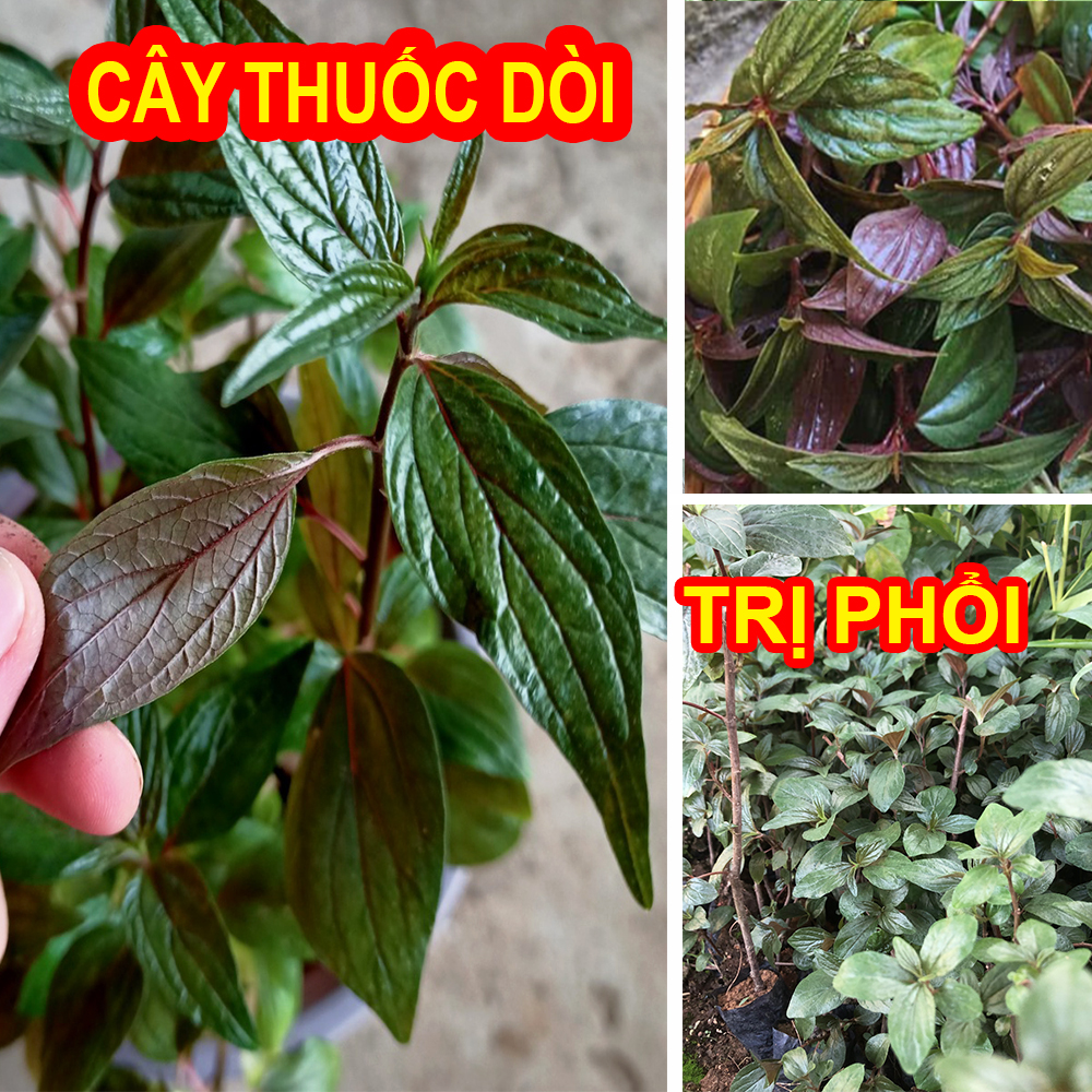 [Cây dược liệu] COMBO 3 Cây Thuố.c Dòi, Bọ Mắm lá tím