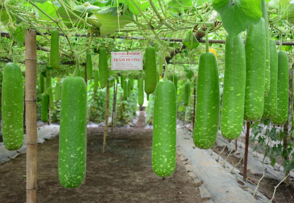 [HCM]Gói 2g hạt giống bầu sao F1