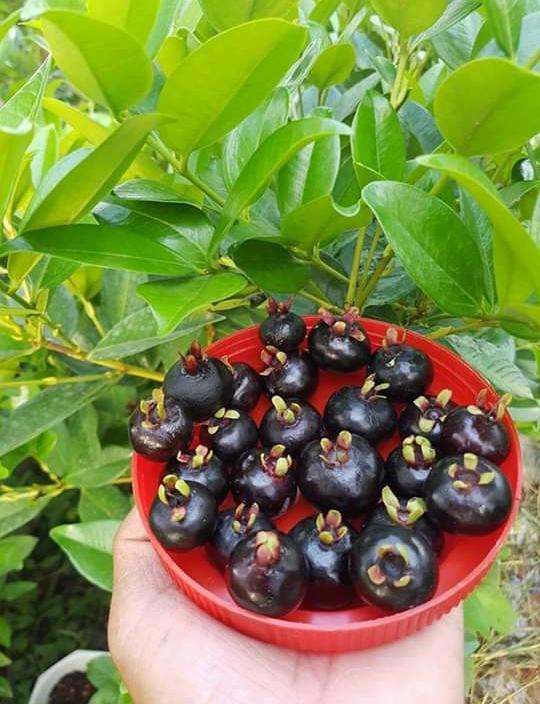 cây cherry Brazil chịu nhiệt