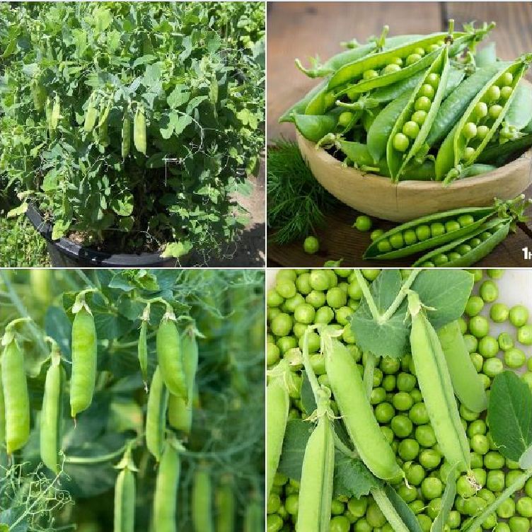 Hạt giống  Đậu Hà Lan Xanh F1 - gói 50gram