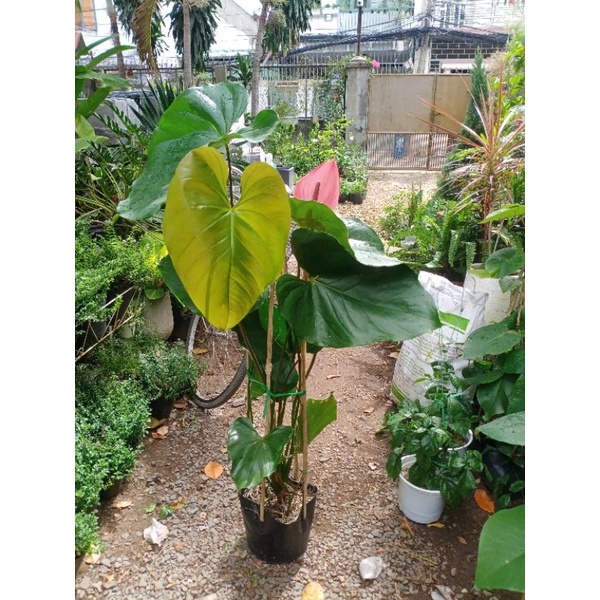Cây giống đại hồng môn chưng nội thất