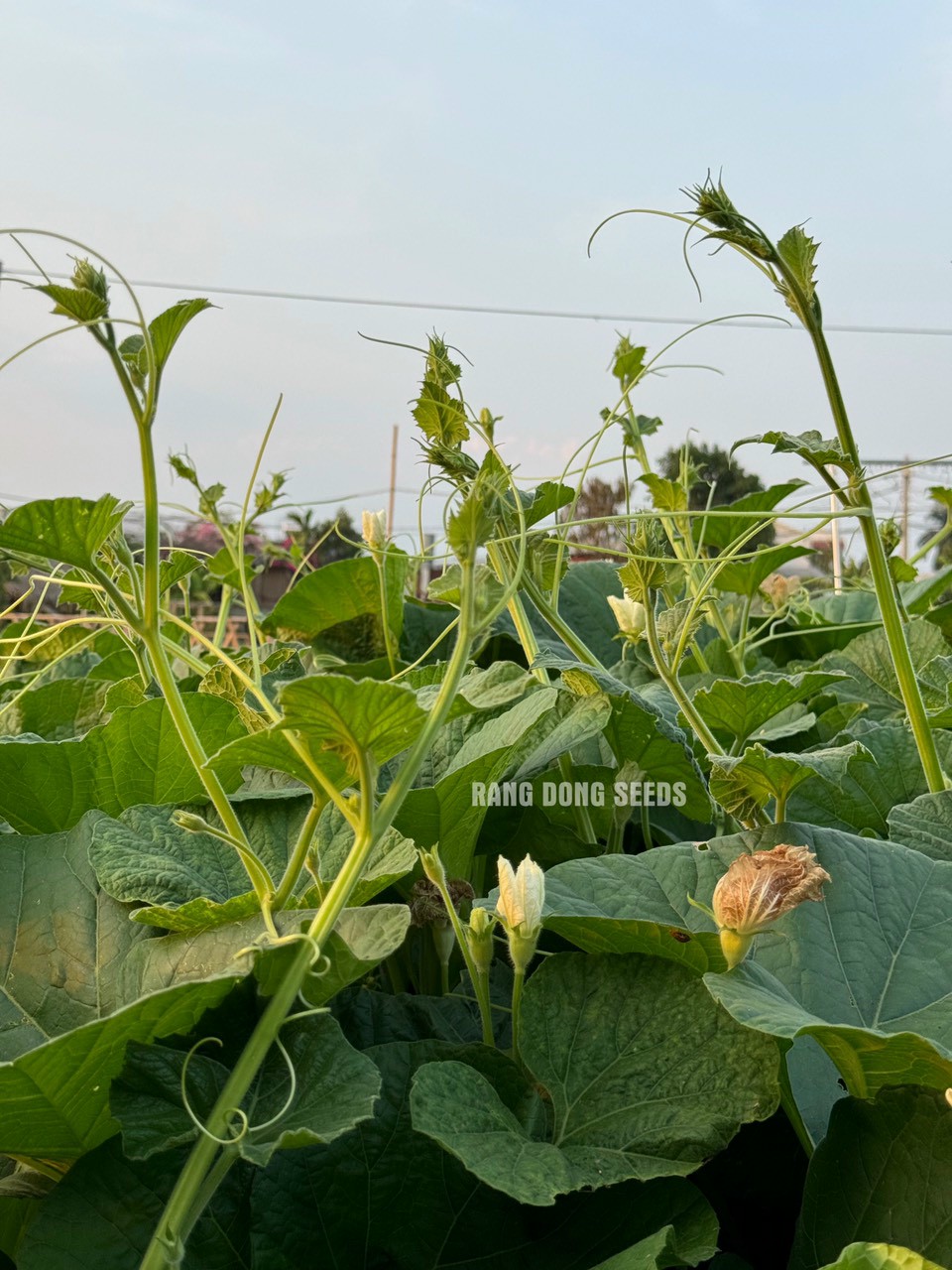 [Seeds] Hạt giống bầu siêu ngọn RD407, đóng gói 5gr (khoảng 30 hạt)