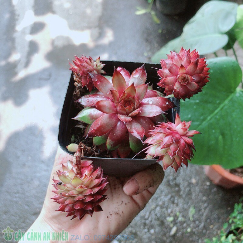 Sen Đá Phật Bà Đỏ