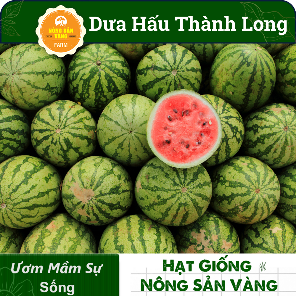 Hạt Giống Dưa Hấu Thành Long (Dưa Mĩ) ( Gói 10 Hạt), siêu ngọt, siêu ngon - Nông Sản Vàng