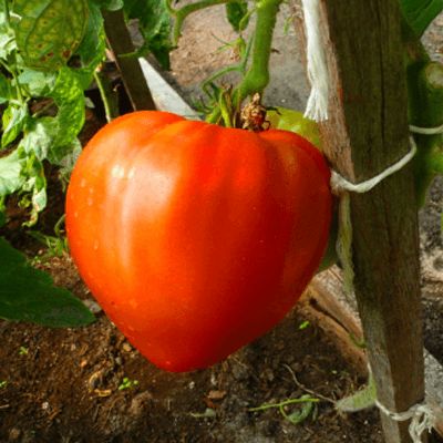 0.1gr Hạt giống cà chua trái tim đỏ