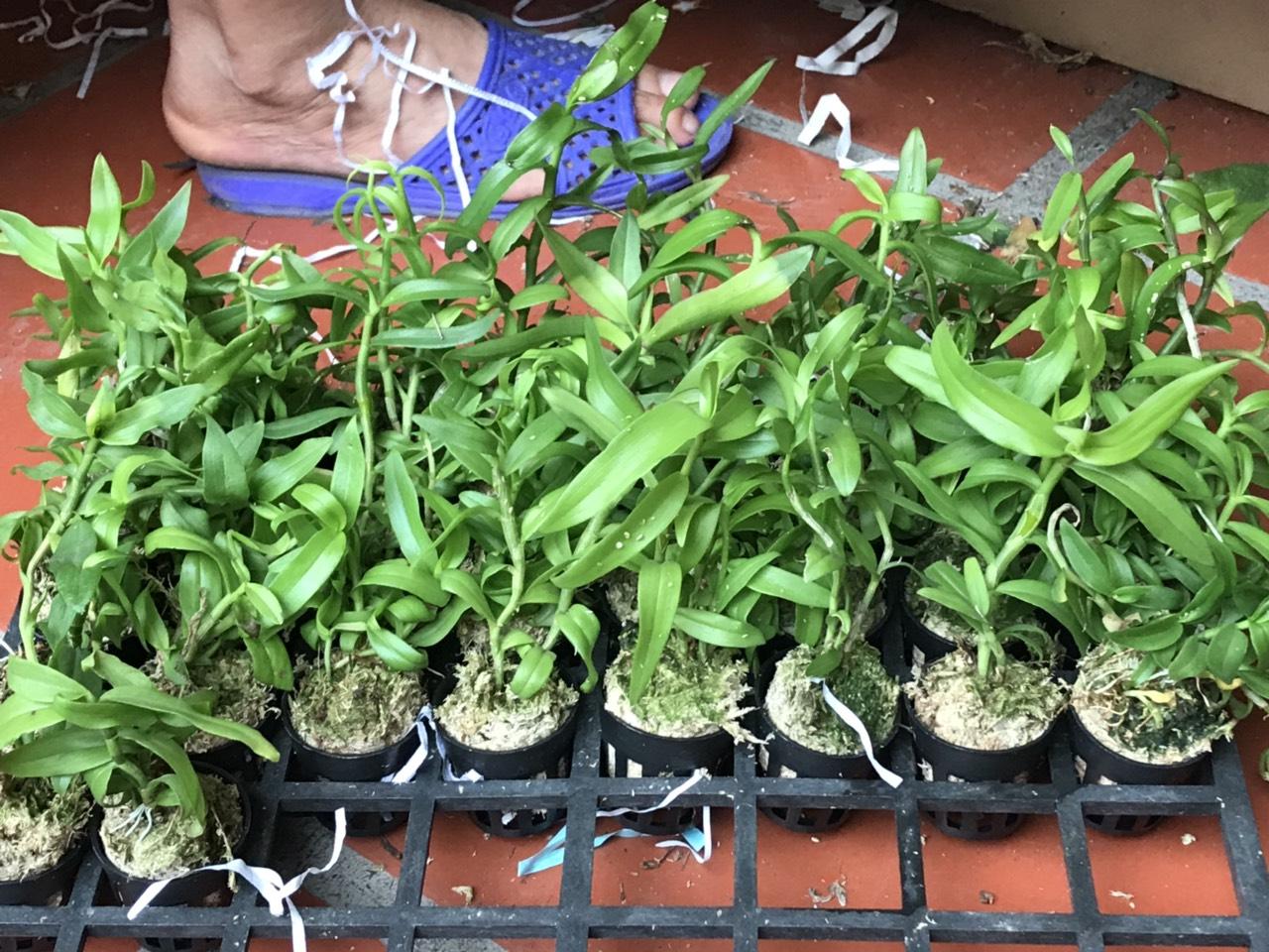 phi điệp chumoray hàng giống