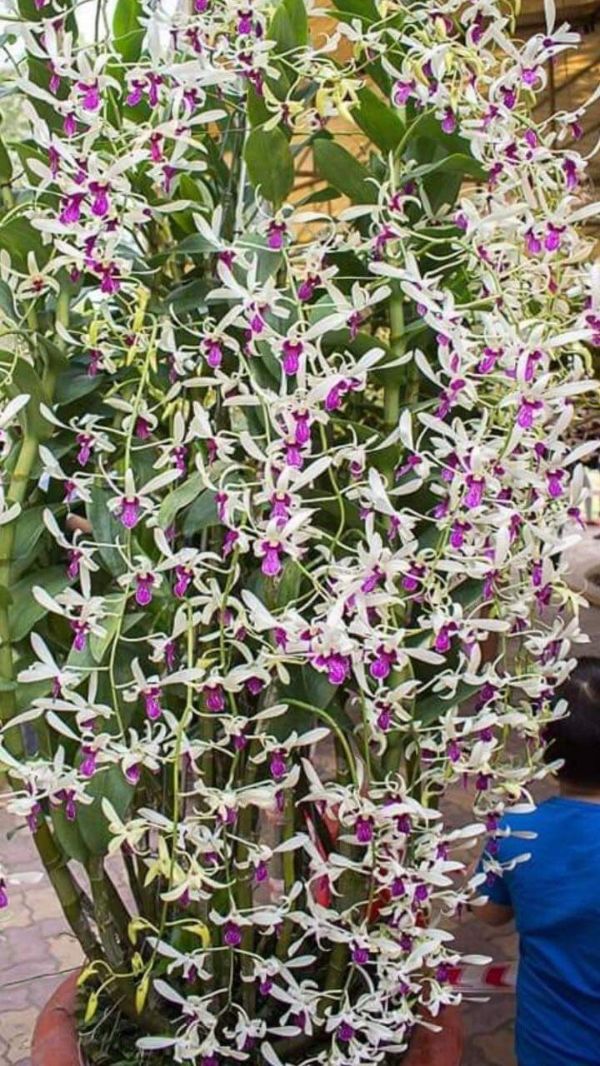 Cây giống lan denro nắng bà liễu xưa, hoa cực thơm